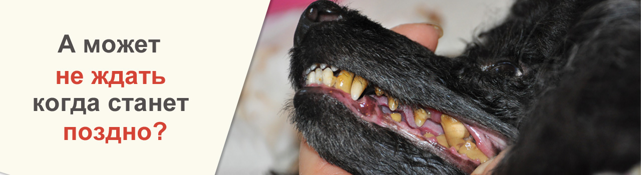 Последствия нечистки зубов собаке