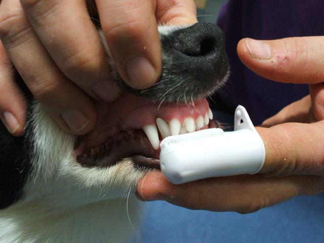 Зачем чистить собаке зубы?